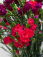 Диантус Кустовой 