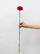 Гвоздика красная 