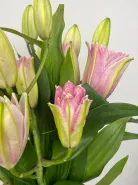 Букет: &laquo;Розовая Лили&raquo;