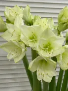 Амариллис Белый 