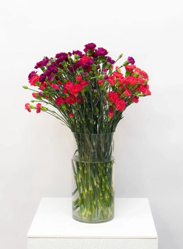 Диантус Кустовой  от интернет-магазина цветов в 