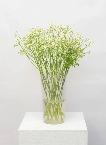 Танацетум  от интернет-магазина цветов в 