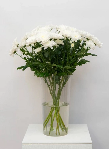 Хризантема Балтика  от интернет-магазина цветов в 