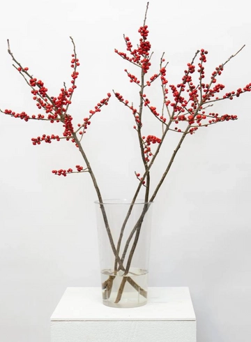 Илекс от интернет-магазина цветов в 